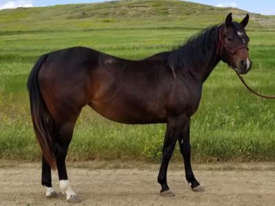 Whiskey Up Norway JW <BR> AQHA 5884443